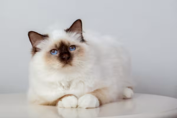 O Birmanês é um gatinho fofo e único
