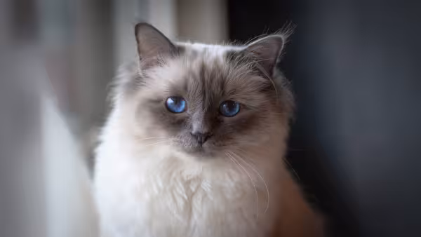Raças de gatos peludos: Birmanês é bem felpudo
