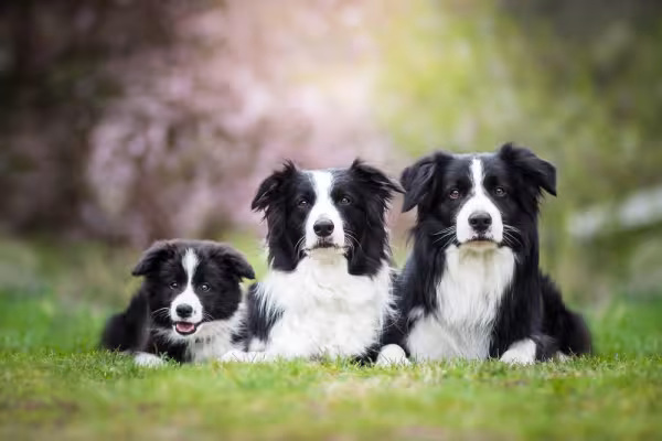 3 cães Border Collie lado a lado