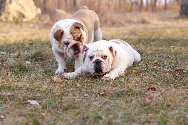 O cachorro Bulldog Inglês precisa ser socializado logo cedo