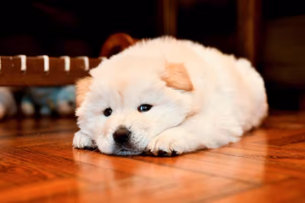 Um Chow-Chow pequenininho filhote deixa qualquer um encantado