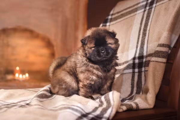 Para o Chow Chow, família é super importante