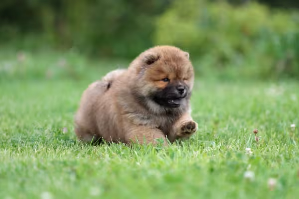 Chow-Chow filhote tem energia de sobra para gastar