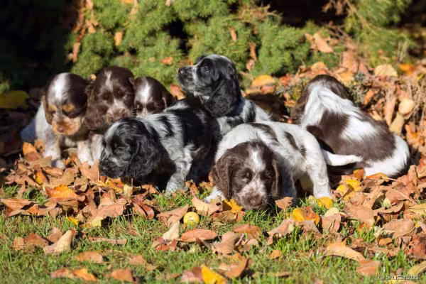 Vários filhotes de Cocker Spaniel Inglês juntos