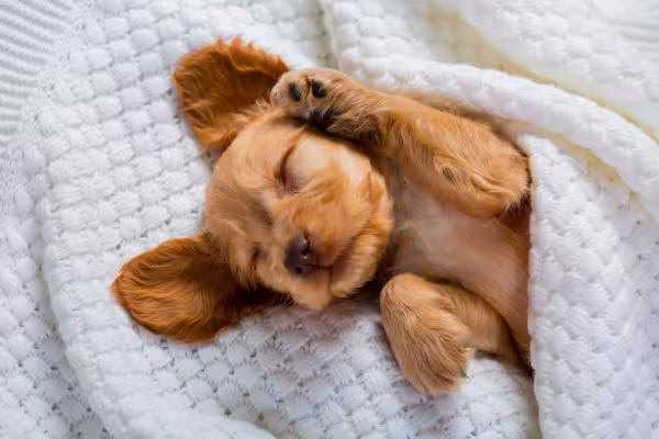 Cocker Spaniel Inglês filhote dormindo
