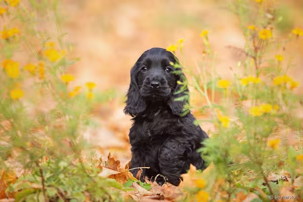 Cocker Spaniel preto filhote