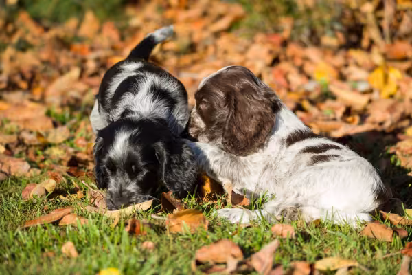 Dois filhotes de Cocker Spaniel Inglês brincando