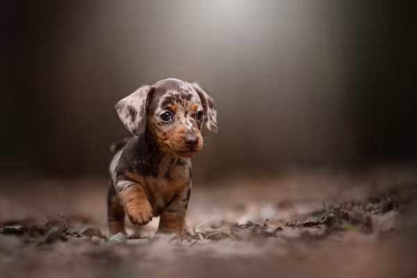Dachshund filhote alerquim 