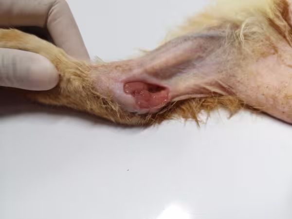 Esporotricose em gatos provoca feridas doloridas