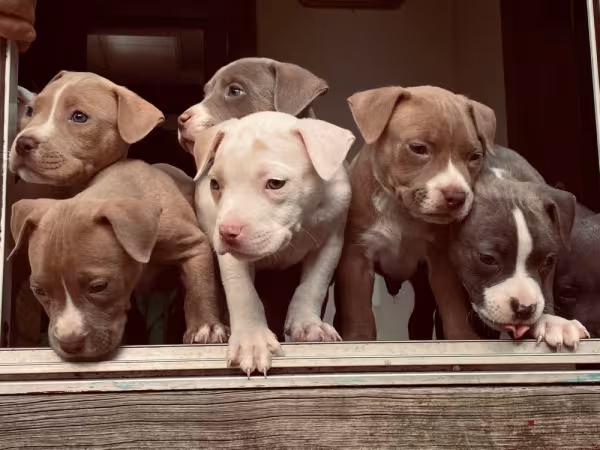 Vários filhotes de Pitbull juntos
