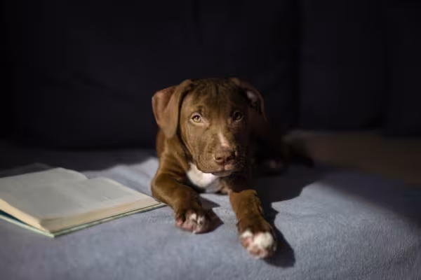 Filhote de Pitbull marrom sentado na cama com livro
