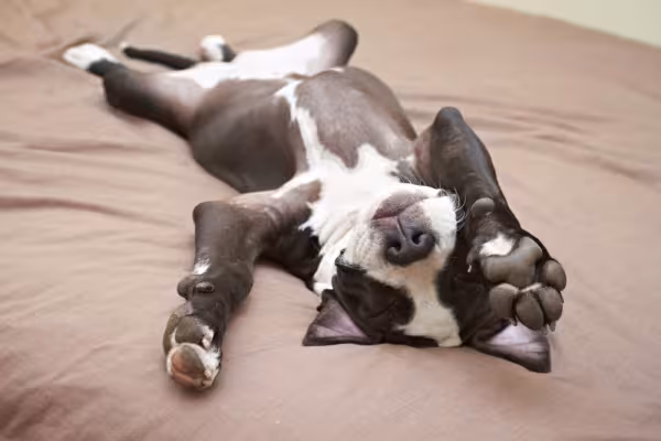 Filhote de Pitbull deitado com a barriga para cima