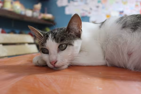 Gato branco e cinza triste
