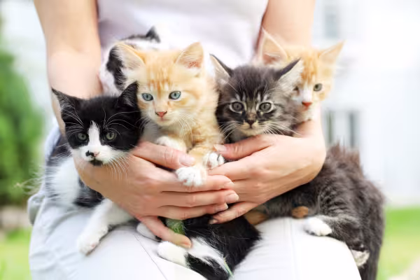 Três filhotes de gato sendo segurados no colo