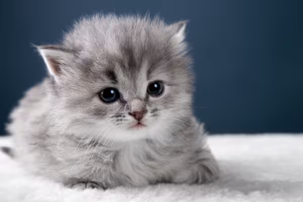 Gato fofo e peludo filhote