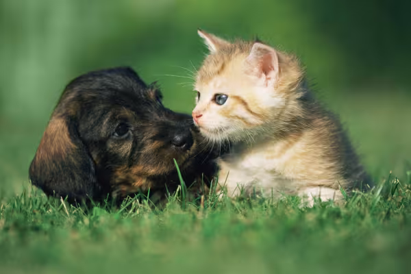 Filhote de gato e filhote de cachorro com os focinhos juntos