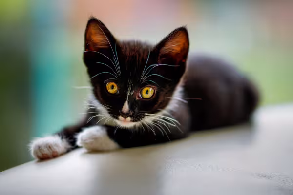 Gato filhote preto e branco fofo