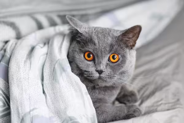 Beleza do gato de Pelo Curto Inglês é bastante diferenciada