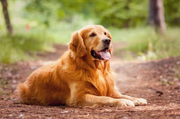 Golden Retriever deitado ao ar livre