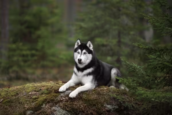 Husky Siberiano deitado no meio da floresta