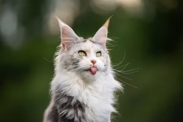 Das raças de gatos peludos, o Maine Coon é a maior de todas