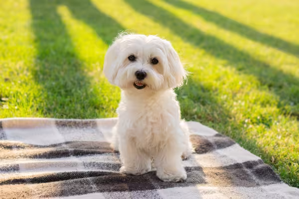 Os cachorros mais populares no Brasil geralmente são dóceis como o Maltês