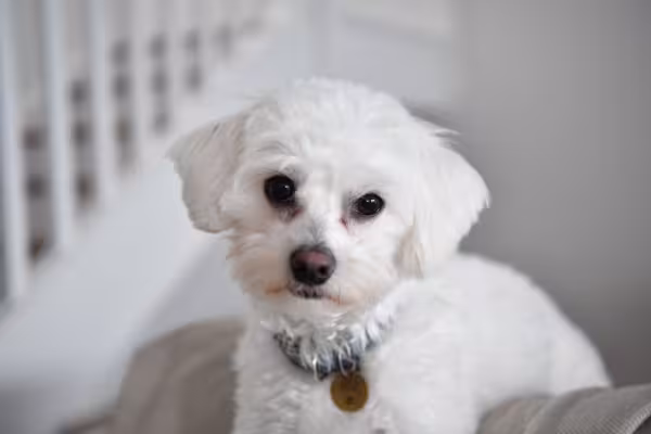 Cachorros Maltês são dóceis, mas agitados