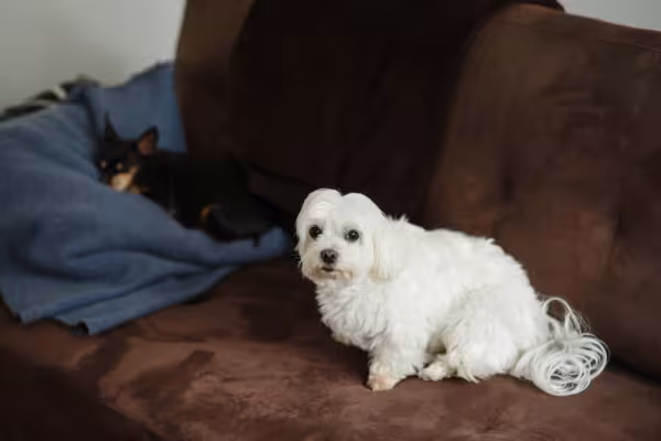 Maltês micro não tem problema em se relacionar com outros cães