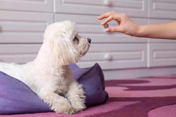 Treinar a raça de cachorro Maltês não é um problema