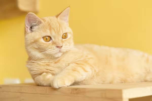 Gatinho fofo: Munchkin é uma das raças que detém esse título