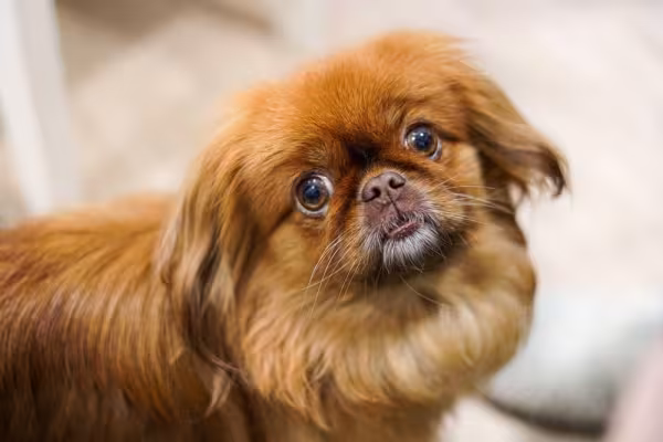 Personalidade do Pequinês é encantadora e muito ligada com a família