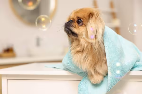 O cão Pequinês precisa de cuidados com a higiene