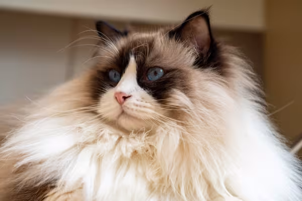 Raças de gatos peludos: o gato Ragdoll tem uma juba avantajada