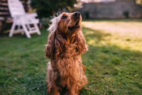 Cocker Spaniel pode ter a pelagem ruiva em várias tonalidades