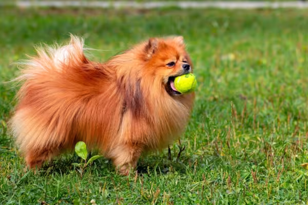 Lulu da Pomerânia tem duas camadas de pelagem ruiva