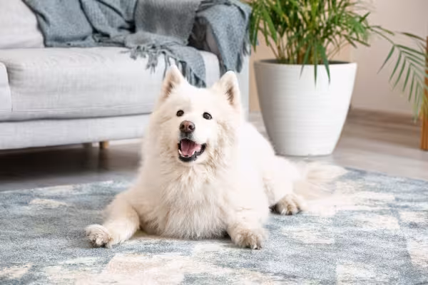 Cachorro Samoieda, apesar de grande, pode se adaptar a apartamentos