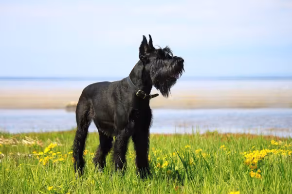 Schnauzer preto ao ar livre