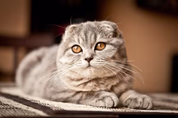 Scottish Fold é um dos tipos de gatos mais amados