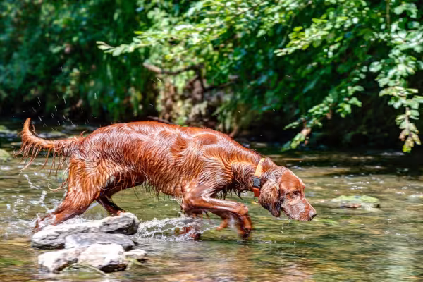 Setter Irlandês mergulhando na água