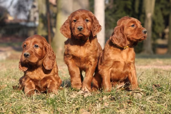Três filhotes de Setter Irlandês juntos