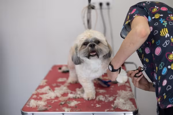 Shih tzu branco e cinza em cima de mesa tendo os pelos das patas aparados
