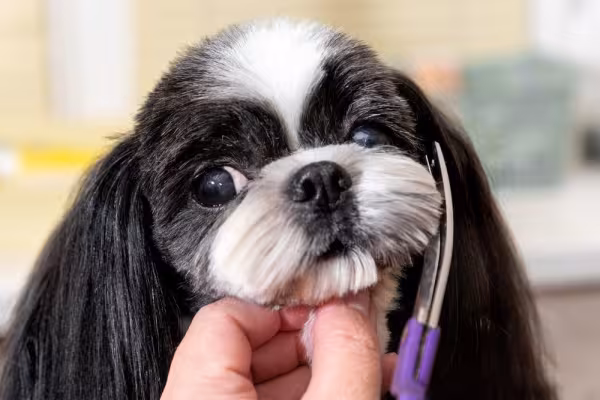 Shih tzu tosado com tesoura