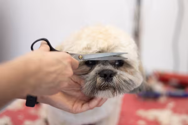 Tesoura cortando a franja de Shih tzu