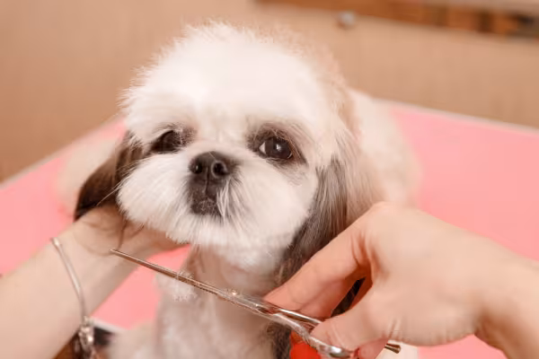 Shih Tzu branco e marrom tendo os pelos aparados