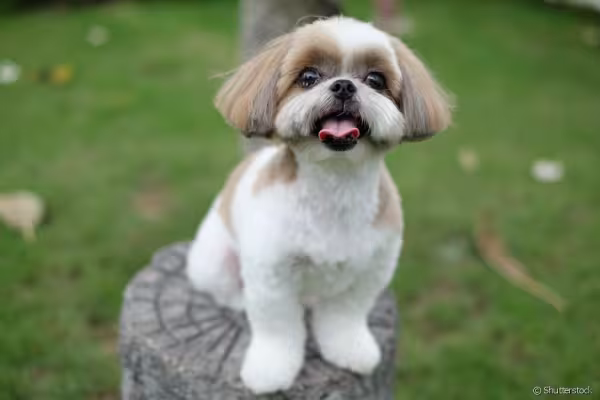 Shih tzu em parque ao ar livre com língua de fora