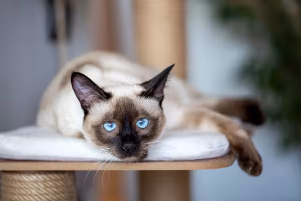 O Siamês é um dos tipos de gato mais encantadores