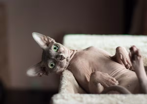 Raça de gato Sphynx tem uma personalidade amigável e carismática
