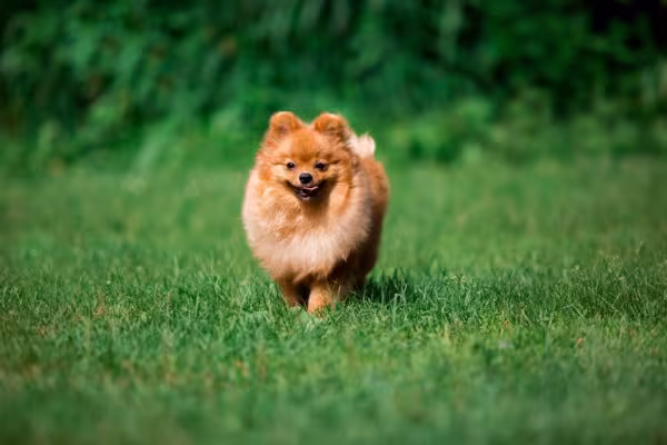 Spitz Alemão dourado andando pela grama