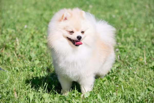 Spitz Alemão anão branco com a língua de fora pegando sol