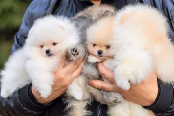 Dois Spitz Alemão filhote no colo de uma pessoa
